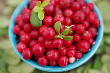 Fresh juicy cowberry in a blue bowl on a wooden surface, soft focus