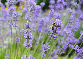 Bee on lavender flowers in summer day