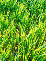 green grass in spring