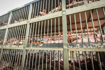 baby piglet during transport by truck © somrerk