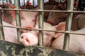 baby piglet during transport by truck © somrerk