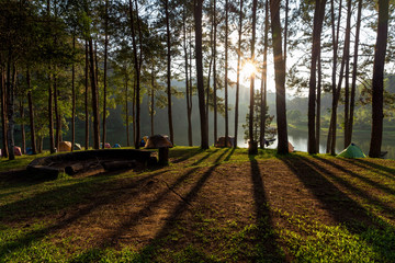 Tourist tent in forest camp at sunset