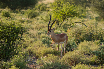 Naklejka na ściany i meble Young female antelope in the savannah of Samburu Park in central Kenya