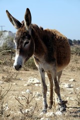 Ass, donkey in Morocco, in the desert