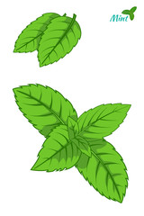 Mint leaf, peppermint green leaves set isolated on white background hand drawn sketch vector ilustration.