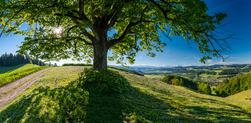 Sonne scheint durchs Blätterdach von grossem Laubbaum im Emmental bei Hasle-Rüegsau mit Blick auf...