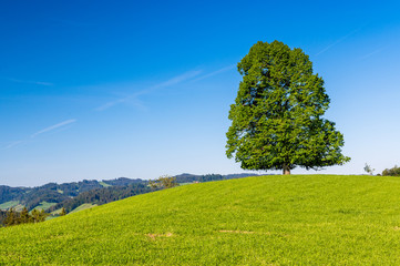 lonely tree on hill im Emmental