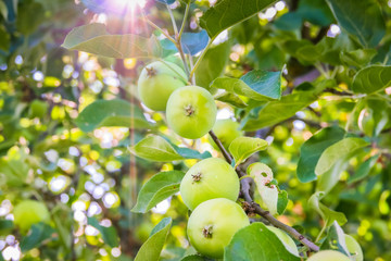 green apple on branch against blue sky and sun