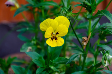 yellow violet flower