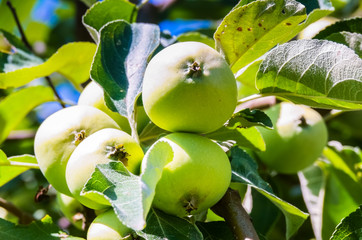 green apple on branch against blue sky and sun