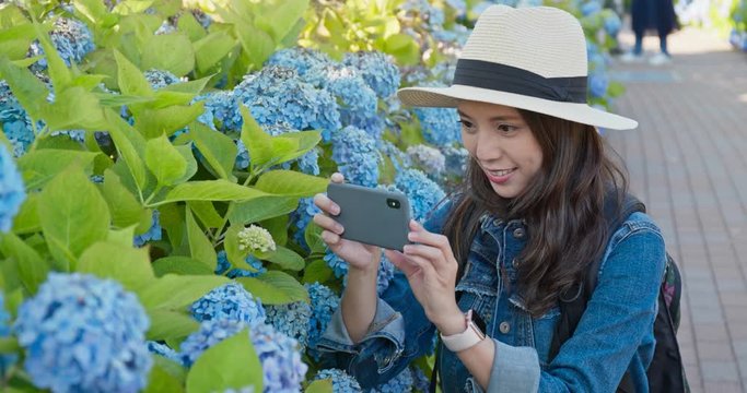 Woman take photo on Hydrangea flower garden