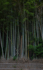 Fototapeta na wymiar bamboo forest kyoto japan