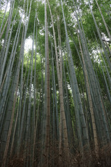 bamboo forest kyoto japan