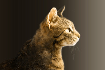Magnificant cat on black background