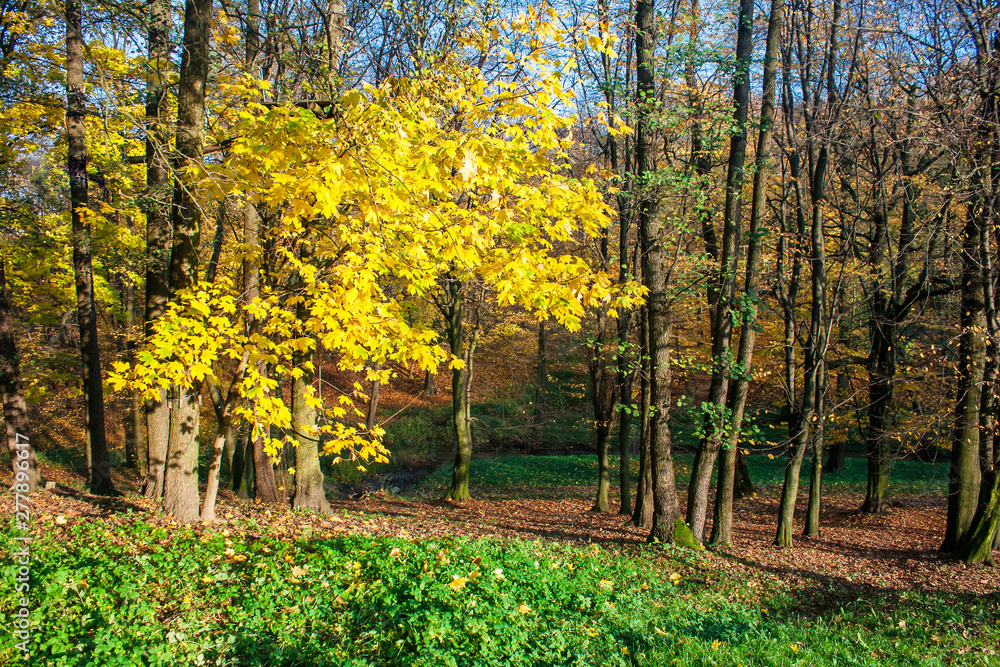 Poster forest landscape in autumn day