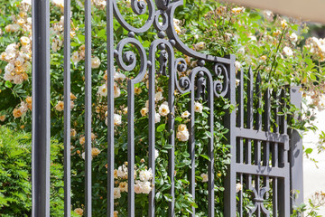 Rosenhecke hinter einem Gartentor aus verziertem Metall