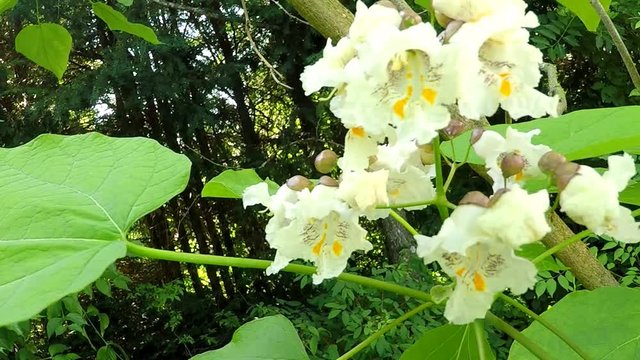   southern catalpa, tree with flowers