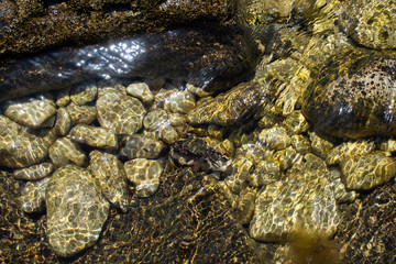 Crab on stones under water, Black Sea