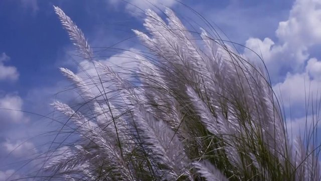 Beautiful white Kans (kash) grass flower plant (Saccharum spontaneum) blowing in the wind, blue sky background. Design for wish Subho Bijoya, Happy Durga Puja festival in West Bengal and Bangladesh.