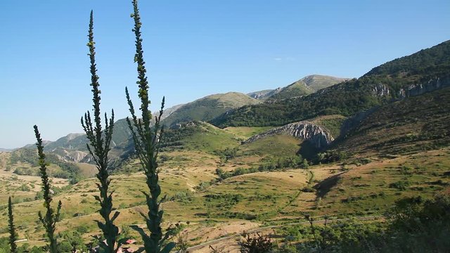 Paisaje de montaña en verano con plantas silvestres meciéndose con el viento en primer plano