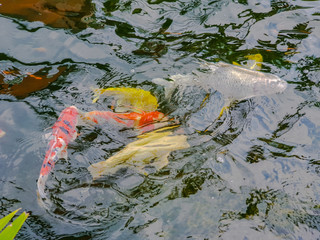 Blur Colorful Carps or fancy Carps or Koi carps swimming in the pond