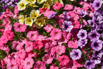 Background of colorful multicolored beautiful decorative flowers petunia;