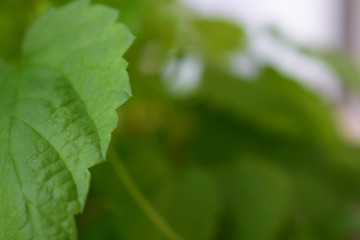 green leaf with water drops