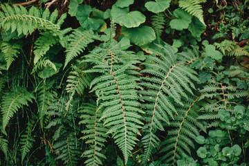 fern in forest