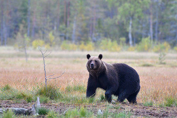 kräftiger Braunbär