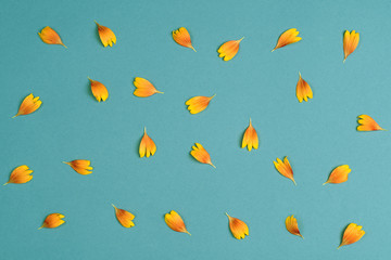 Orange petals on a green background. Top view, copy space. Flat lay