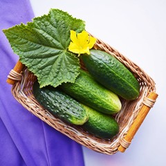 Fresh,delicious cucumbers from the garden in a wicker basket.