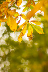 Yellow chestnut leaves on the tree. Golden leaves in autumn park. Yellow leaves on blurred background. Autumn concept. Copy space