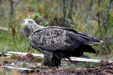 Seeadler am Boden