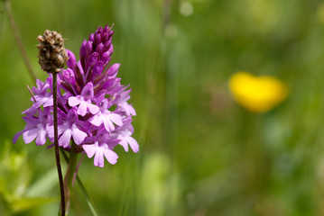 Spitzorchis - Orchideen