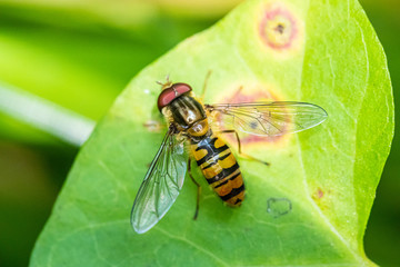 Wildbiene sucht Nektar auf einer Blüte