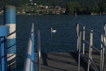 pier on the lake,swan,white,water,summer,bird,view,tourism