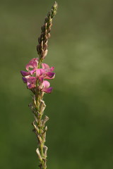Saat-Esparsette vor grünem Hintergrund