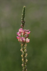 Saat-Esparsette isoliert vor gr&uuml;nem Hintergrund