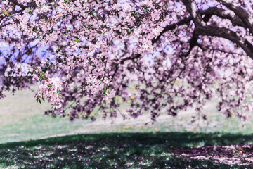 Blooming pink sakura trees in the park.