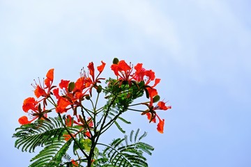 Beautiful blooming Flam boyant flowers with blue sky as background.