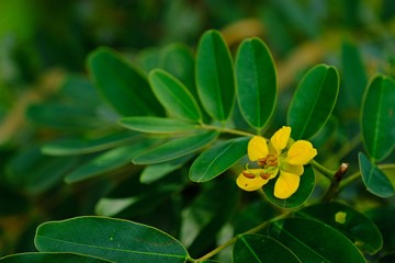 Beautiful yellow Senna siamea flower with green leaves.