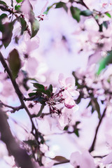 Blooming pink sakura trees in the park.