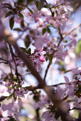 Blooming pink sakura trees in the park.