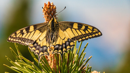 Macro of a beautiful swallowtail butterfly on a branch at the Herzogstand summit near the famous Walchensee, Bavaria, Germany