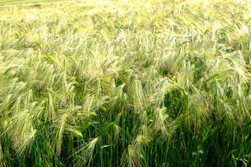 Reife Gerste vor der Ernte