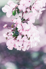 Blooming pink sakura tree in the park.