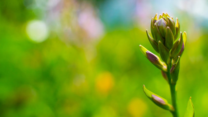 Hosta flowers in the garden. colorful bokeh. green background. close-up, copy space. Funkia, plantain lilies.