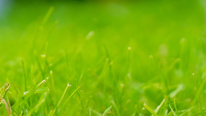 green blurred grass on background. abstract nature texture. close-up, copy space.