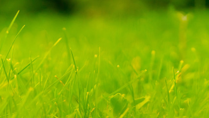 green grass background. abstract nature texture. close-up, copy space.