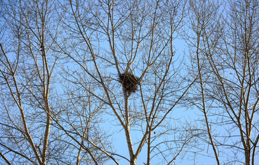 nest in a tree under the sky, northern china area